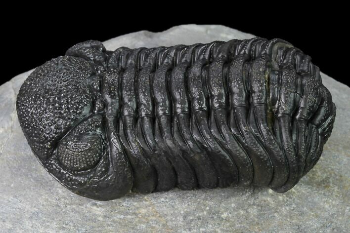 Nice, Austerops Trilobite - Visible Eye Facets #171530